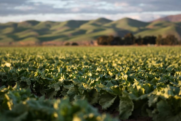 British American Tobacco (BAT) is to Build a new smokeless production center in Hungary